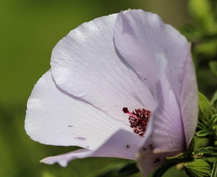 Close up of Althaea officinalis, or marsh mallow flower blooming in spring in the garden