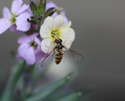 close up of marmalade hoverfly or Episyrphus balteatus sitting on flower in the garden