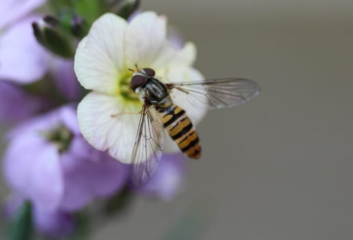 close up of marmalade hoverfly or Episyrphus balteatus sitting on flower in the garden