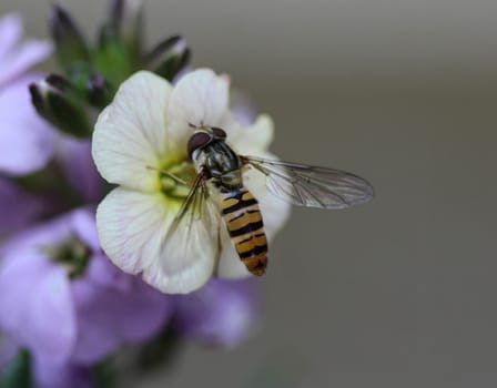 close up of marmalade hoverfly or Episyrphus balteatus sitting on flower in the garden