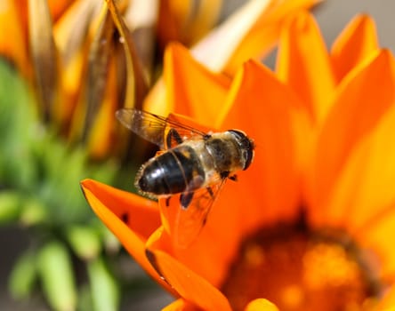 close up of Eristalis tenax or drone fly, a European hoverfly, sitting on flower
