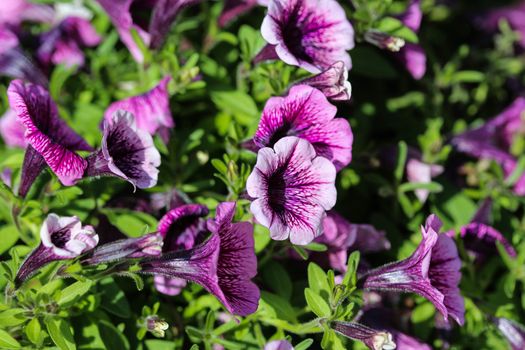 close up of Garden petunia hybrid (Petunia × atkinsiana) in garden, blooming in spring