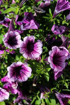 close up of Garden petunia hybrid (Petunia × atkinsiana) in garden, blooming in spring