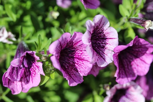 close up of Garden petunia hybrid (Petunia × atkinsiana) in garden, blooming in spring