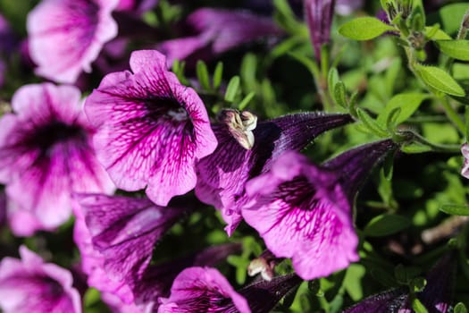 close up of Garden petunia hybrid (Petunia × atkinsiana) in garden, blooming in spring