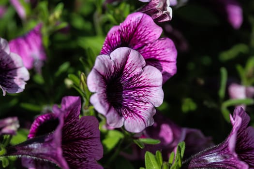 close up of Garden petunia hybrid (Petunia × atkinsiana) in garden, blooming in spring