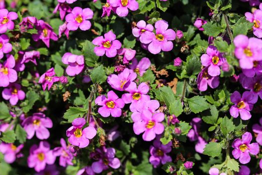 close up of Aubrieta deltoidea, also know as lilacbush, purple rock cress and rainbow rock cress