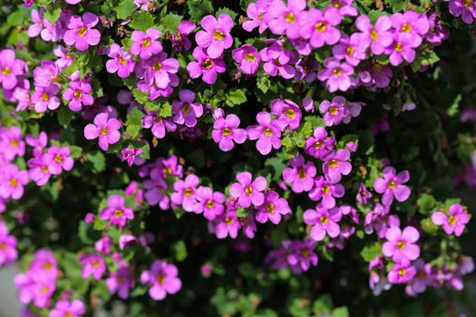 close up of Aubrieta deltoidea, also know as lilacbush, purple rock cress and rainbow rock cress