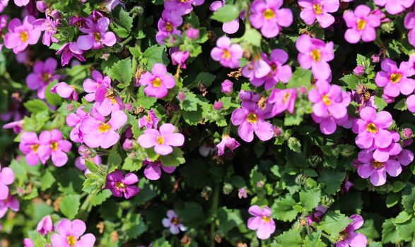 close up of Aubrieta deltoidea, also know as lilacbush, purple rock cress and rainbow rock cress