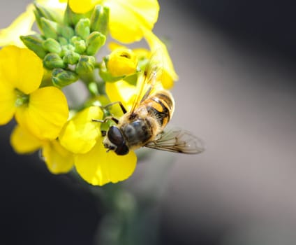 close up of Eristalis tenax or drone fly, a European hoverfly, sitting on flower