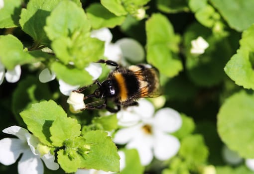 close up of buff tailed bumblebee in garden