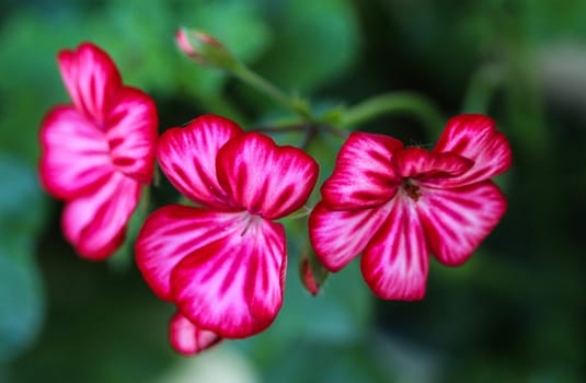close up of Pelargonium peltatum