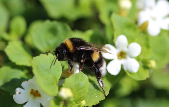 close up of buff tailed bumblebee in garden