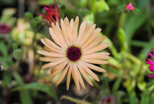 close up of Cleretum bellidiforme, commonly called Livingstone daisy or Bokbaaivygie, blooming in spring in the garden