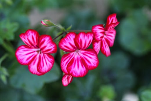 close up of Pelargonium peltatum