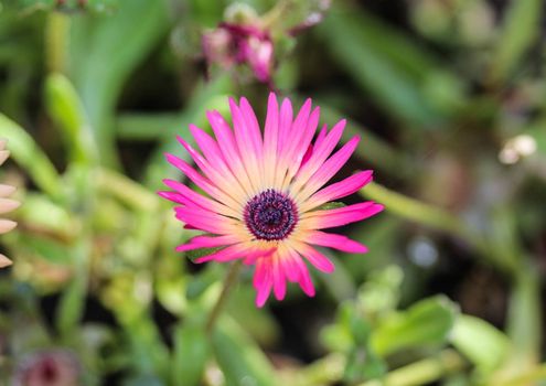 close up of Cleretum bellidiforme, commonly called Livingstone daisy or Bokbaaivygie, blooming in spring in the garden
