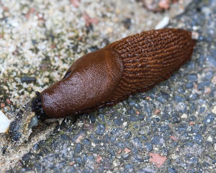 The red slug (Arion rufus), also known as the large red slug, chocolate arion and European red snail, eating leafs in the garden