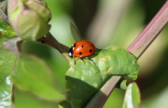 close up of seven-spot ladybird on leaf