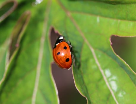 close up of seven-spot ladybird on leaf