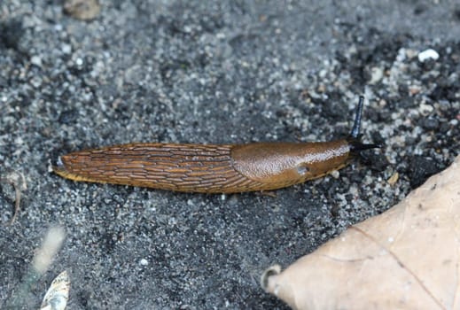 close up Spanish slug (Arion vulgaris) in the garden
