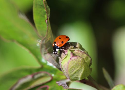 close up of seven-spot ladybird on leaf