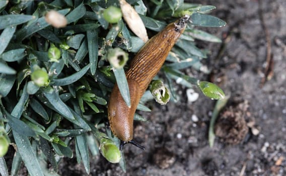 close up Spanish slug (Arion vulgaris) in the garden