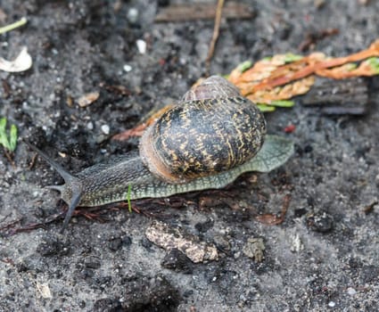 close up of garden snail