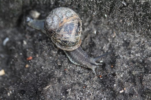 close up of garden snail
