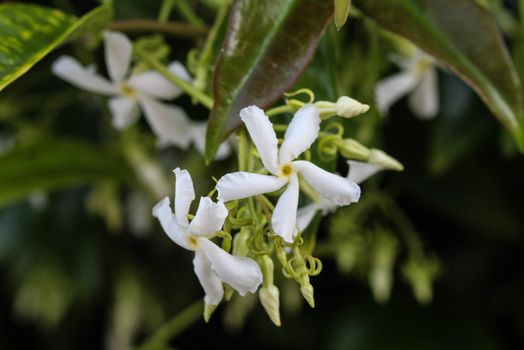 close up of confederate jasmine