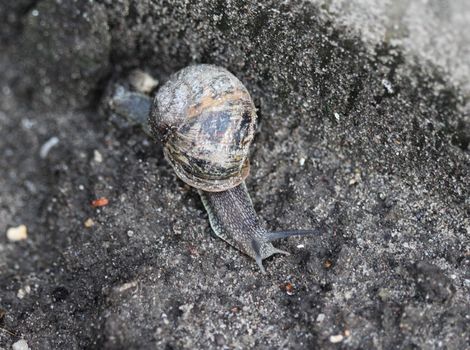 close up of garden snail