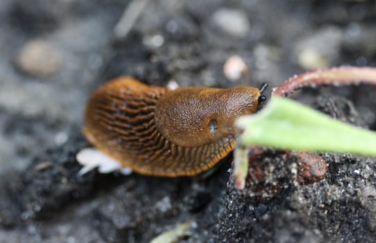 The red slug (Arion rufus), also known as the large red slug, chocolate arion and European red snail, eating leafs in the garden