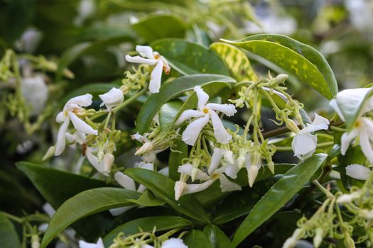 close up of confederate jasmine