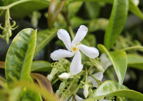 close up of confederate jasmine