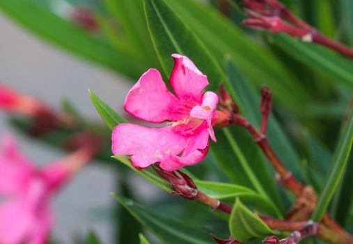 Close up of Nerium oleander flower, most commonly known as nerium or oleander, blooming in spring in the garden