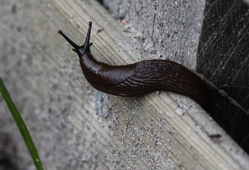 close up of black slug (Arion ater)