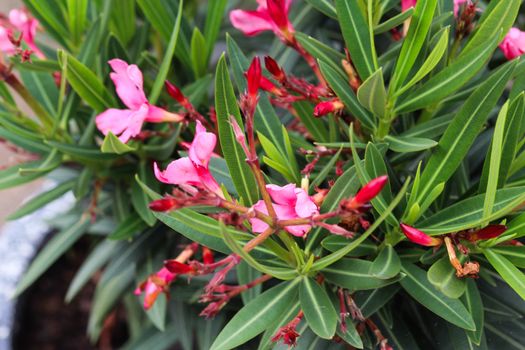 Close up of Nerium oleander flower, most commonly known as nerium or oleander, blooming in spring in the garden
