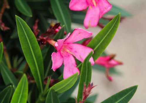 Close up of Nerium oleander flower, most commonly known as nerium or oleander, blooming in spring in the garden