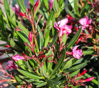 Close up of Nerium oleander flower, most commonly known as nerium or oleander, blooming in spring in the garden