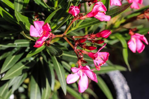 Close up of Nerium oleander flower, most commonly known as nerium or oleander, blooming in spring in the garden
