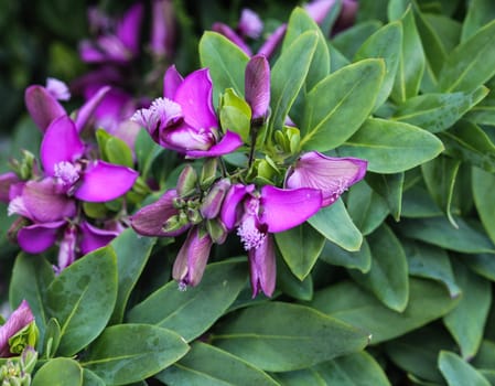 close up of beautiful Polygala myrtifolia or the myrtle-leaf milkwort flower, blooming in spring in the garden