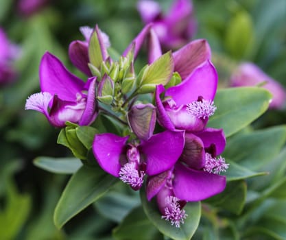 close up of beautiful Polygala myrtifolia or the myrtle-leaf milkwort flower, blooming in spring in the garden