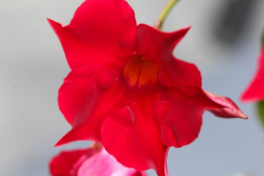 close up of red Mandevilla laxa flower, commonly known as Chilean jasmine plant