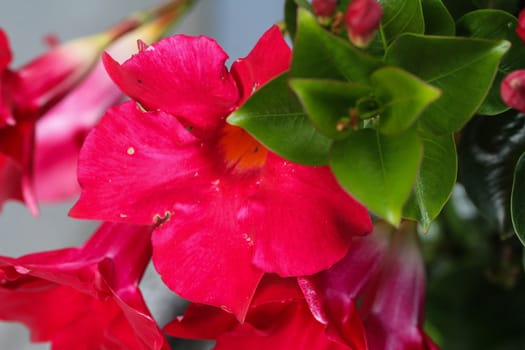 close up of red Mandevilla laxa flower, commonly known as Chilean jasmine plant