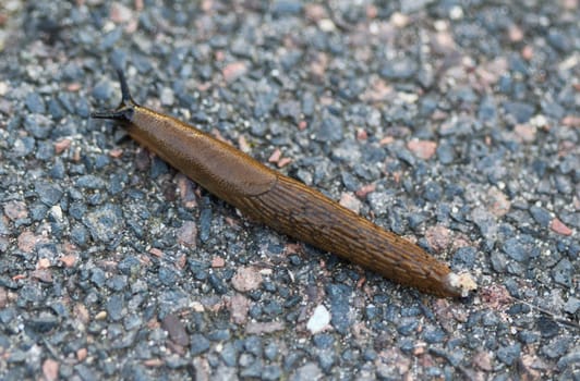 close up Spanish slug (Arion vulgaris) in the garden