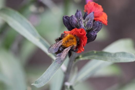 Close up macro of Bombus pascuorum bumblebee, the common carder bee, collecting nectar from a flower