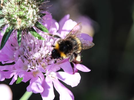 close up of buff tailed bumblebee in garden