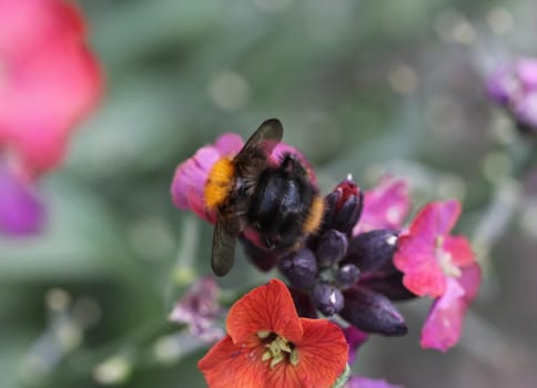 Close up macro of Bombus pascuorum bumblebee, the common carder bee, collecting nectar from a flower