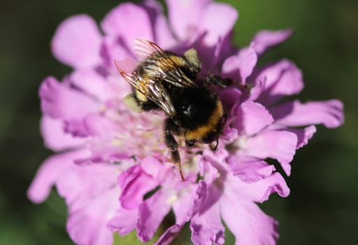 close up of buff tailed bumblebee in garden