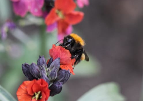 Close up macro of Bombus pascuorum bumblebee, the common carder bee, collecting nectar from a flower