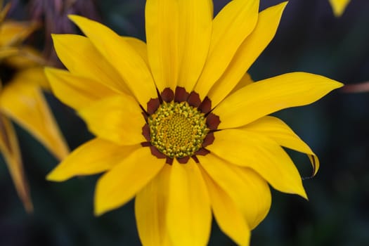 close up of Gazania rigens flower, sometimes called treasure flower, blooming in spring in the garden